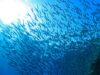 A mesmerizing sight unfolds beneath the waves as a vast swarm of fish moves in unison, shimmering like a living tapestry of silver, weaving through the ocean depths with grace and harmony